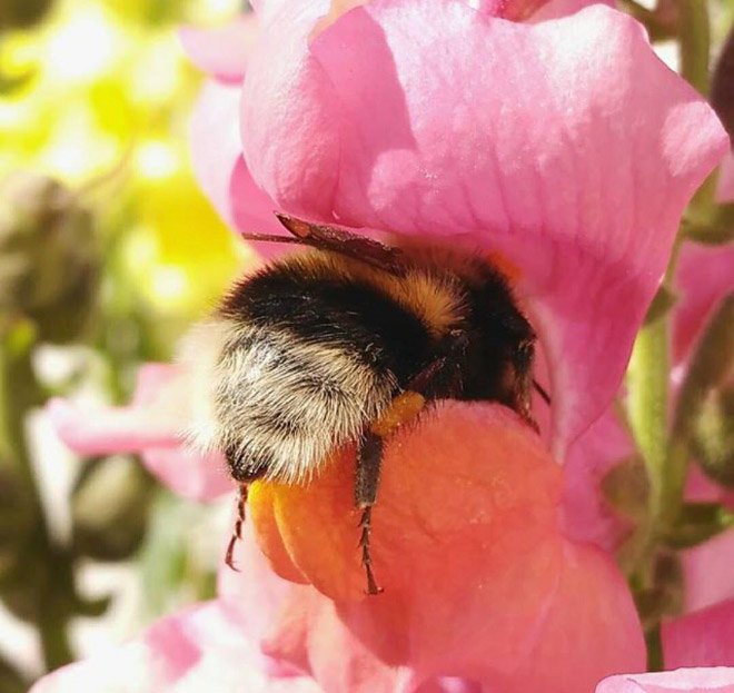 Abelhas são fotografadas dormindo dentro de flores
