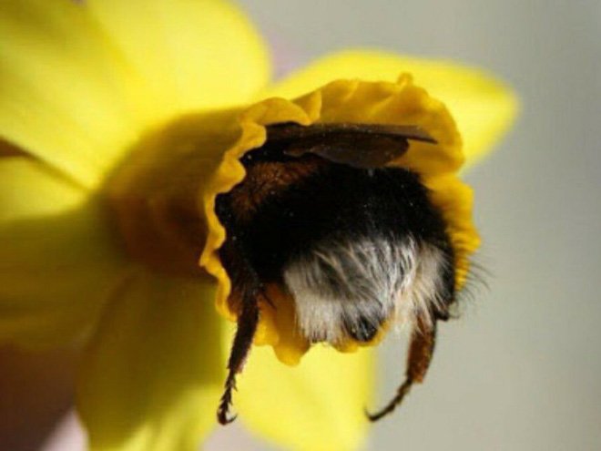 Abelhas são fotografadas dormindo dentro de flores