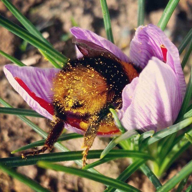 Abelhas são fotografadas dormindo dentro de flores