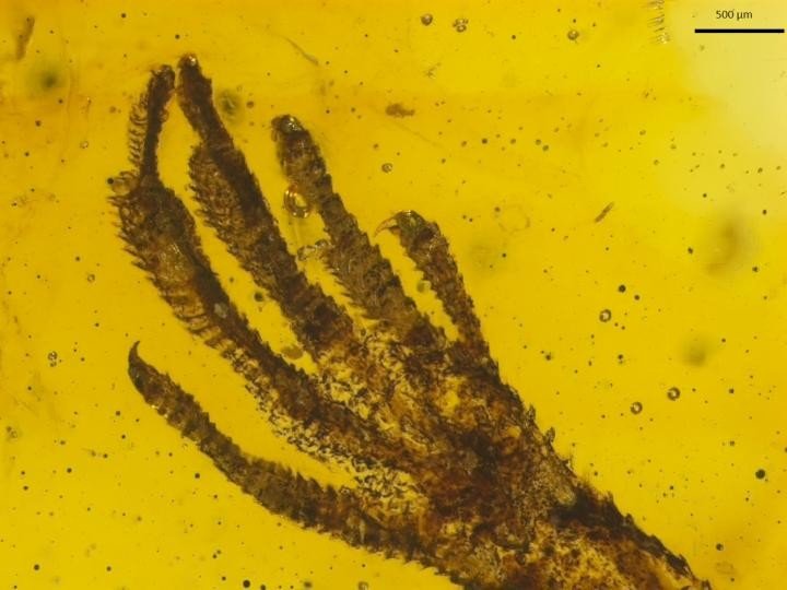 https://revistagalileu.globo.com/Ciencia/Arqueologia/noticia/2020/02/fossil-raro-de-lagarto-em-ambar-ajuda-entender-fossilizacao.html