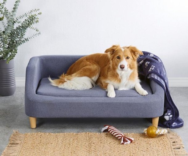Conforto e luxo para seu pet: Aldi lança linha de sofás para cães - Mega  Curioso