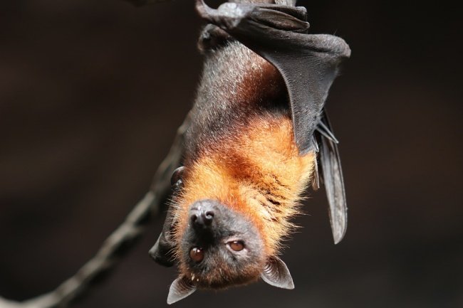 O vírus pode ter se desenvolvido a partir de hospedeiros como o morcego.