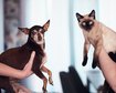 thumb-image-2024-02-29T14:04:33.001Z