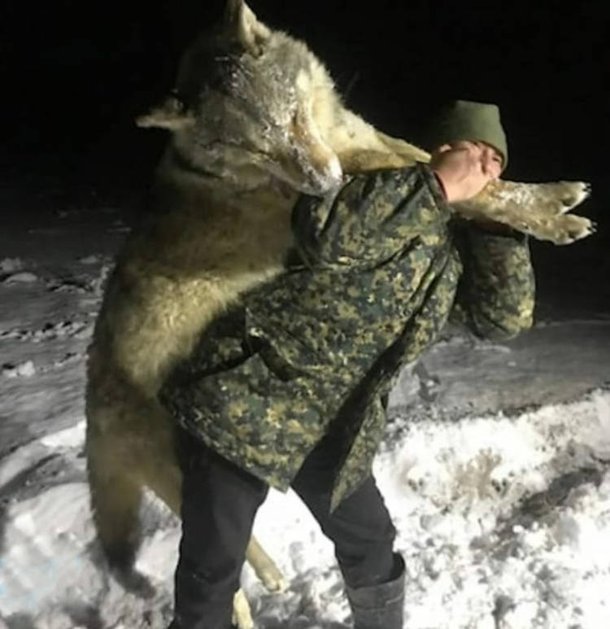 Caçadores russos exterminam lobo gigante que aterrorizava vila - Mega  Curioso