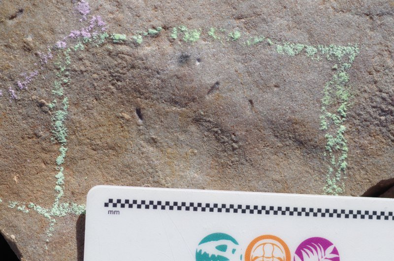 As pequenas impressões deixadas na rocha pelo Ikaria wariootia