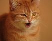 thumb-image-2024-02-29T14:04:34.603Z