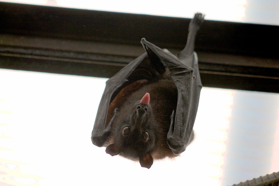 Técnica de compartilhamento salva vidas e melhora relação social de morcegos-vampiros, segundo estudo