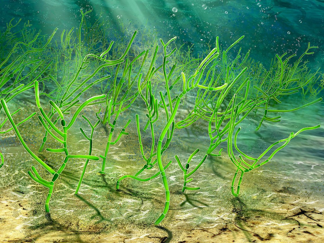 Ilustração mostra a aparência das algas