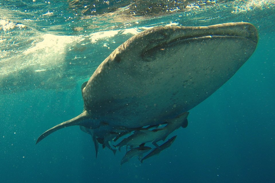 Tubarões-baleia podem viver cerca de 100 anos