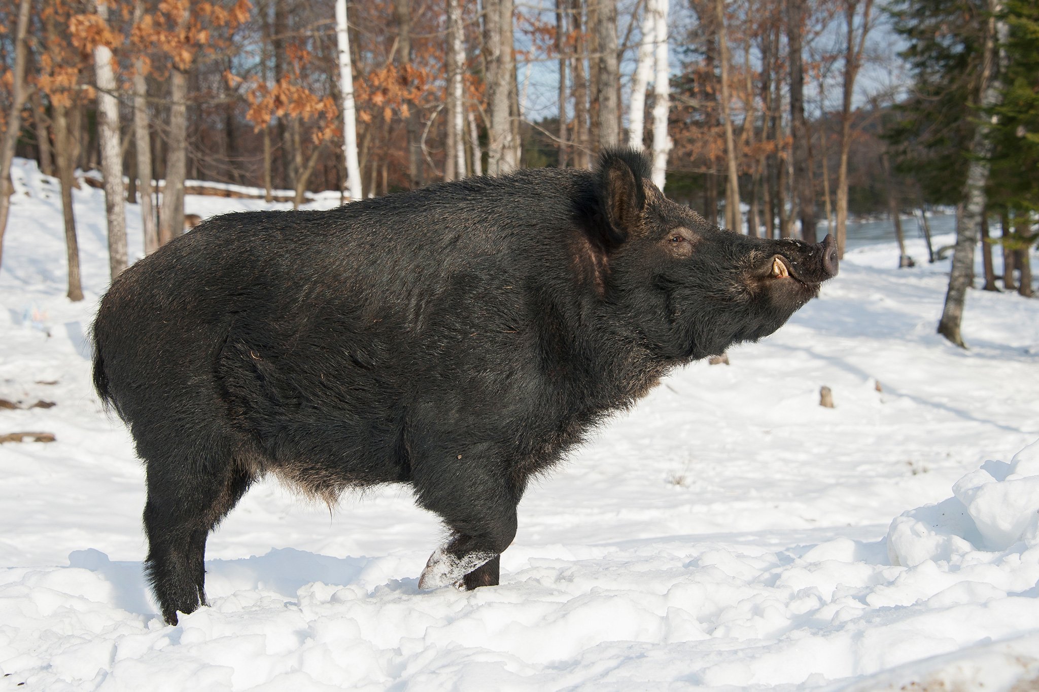 Imagem de Nova raça de "superporcos" invade várias regiões do Canadá no megacurioso