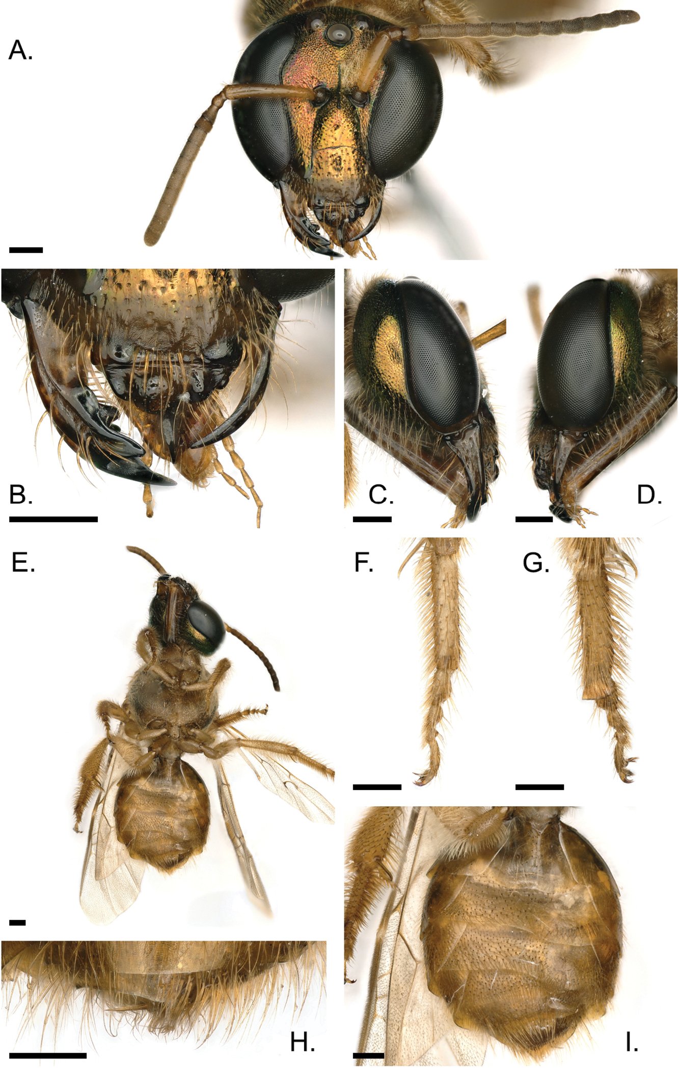 (Fonte: Erin Krichilsky et al/Journal of Hymenoptera Research/Reprodução)