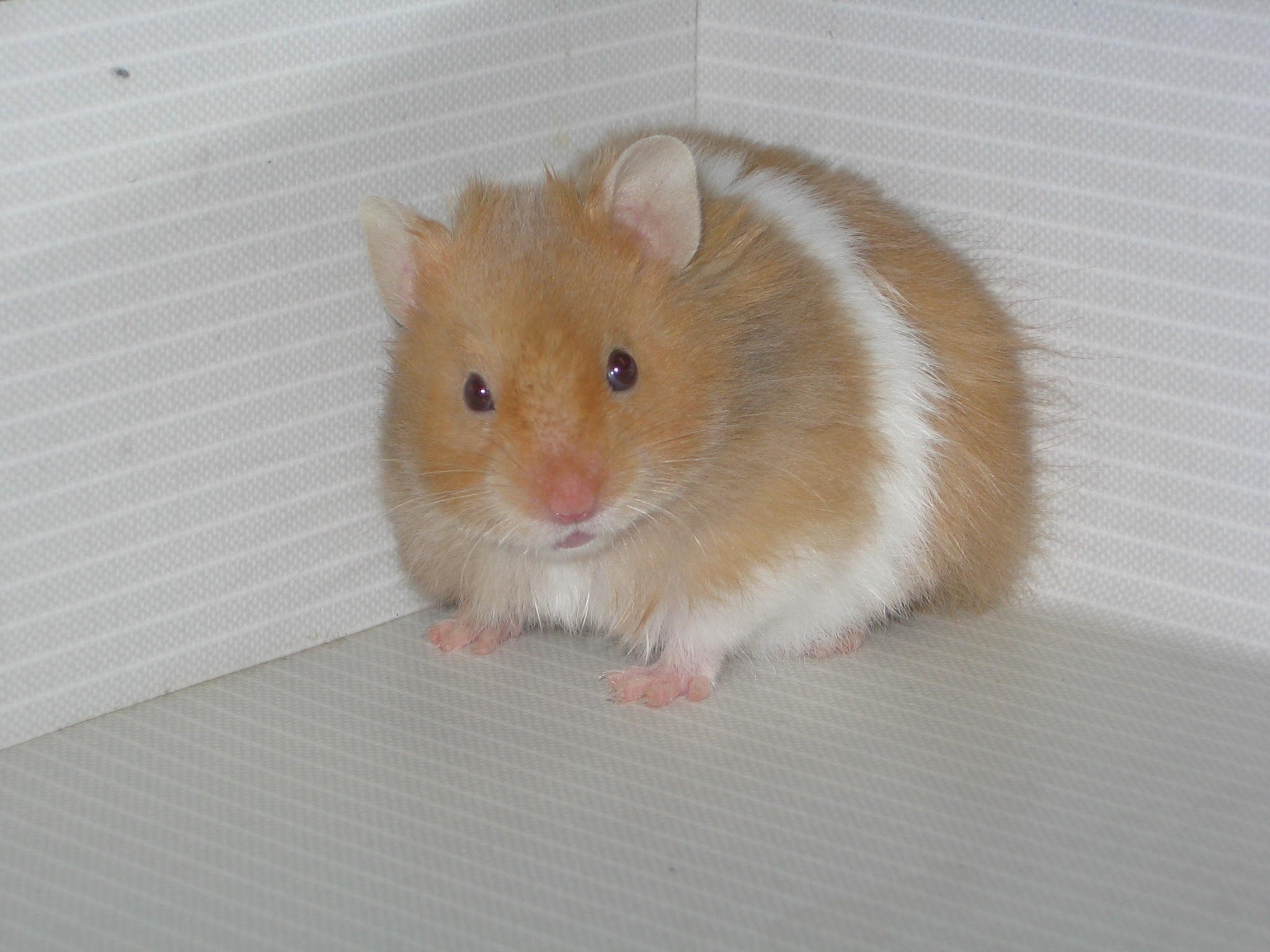 O hamster-sírio apresenta os mesmos efeitos que os humanos ao contrair covid-19. (Fonte: Wikimedia Commons / Divulgação)