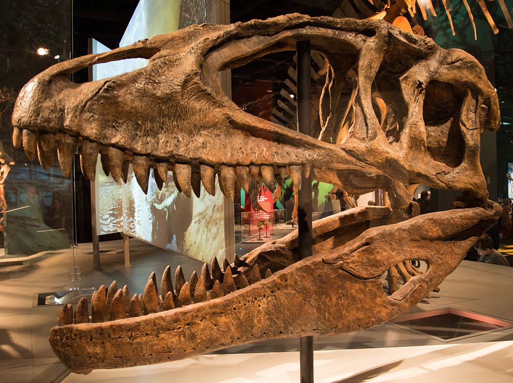 Carcarodontossauro
