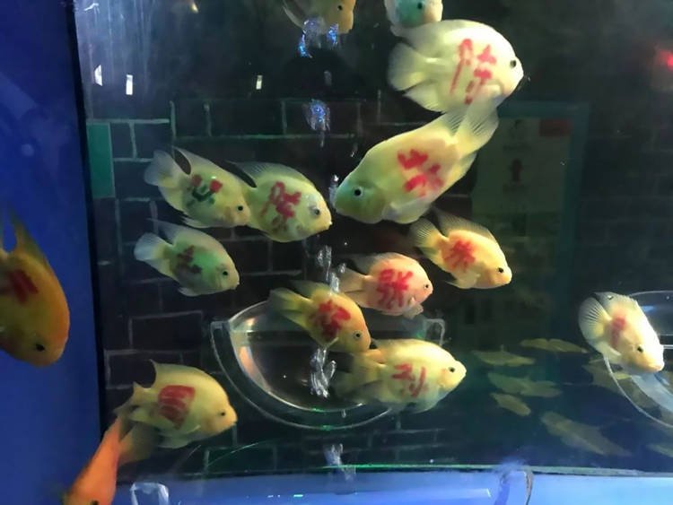 Sobrenomes comuns na China foram pintados nos corpos dos peixes do aquário (Fonte: Global Times)
