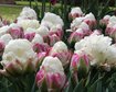 thumb-image-2024-02-29T14:04:40.266Z