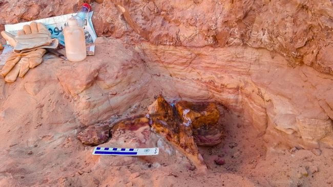 Cauda do fóssil de espinossauro encontrado no Marrocos. (Fonte: LiveScience/Diego Mattarelli)