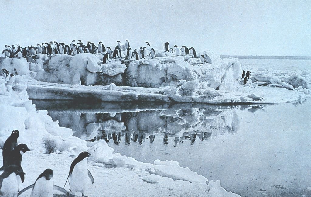 Pinguins da região de Adélia. (Fonte: George Murray Levick/Wikimedia Commons)