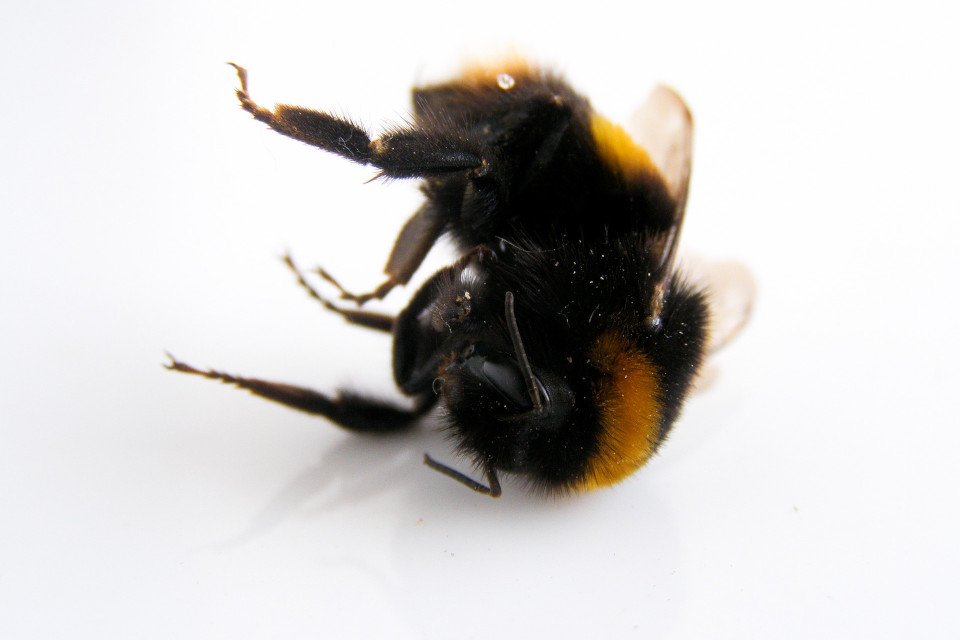 Vespas decapitam as abelhas (Fonte: Pixabay)
