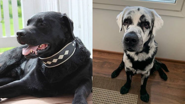 Labrador preto com vitiligo vira sensação na internet. (Fonte: Oddity Central /Divulgação)