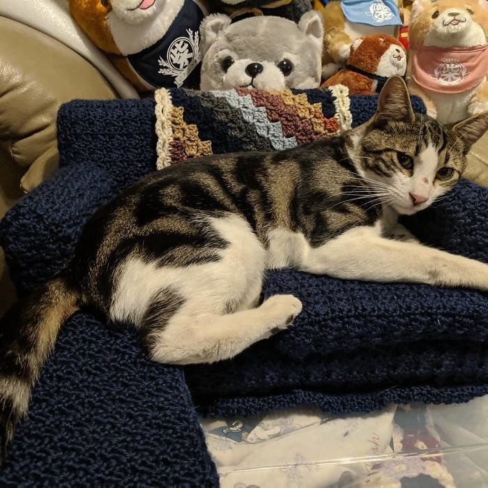 Sofá de crochê para gatos é a nova tendência durante a quarentena