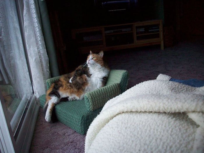 Sofá de crochê para gatos é a nova tendência durante a quarentena