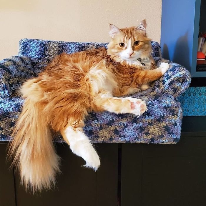 Sofá de crochê para gatos é a nova tendência durante a quarentena