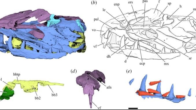 Anatomia do crânio do Monosmilus chureloides (Fonte: The Royal Society Open Science/Reprodução)