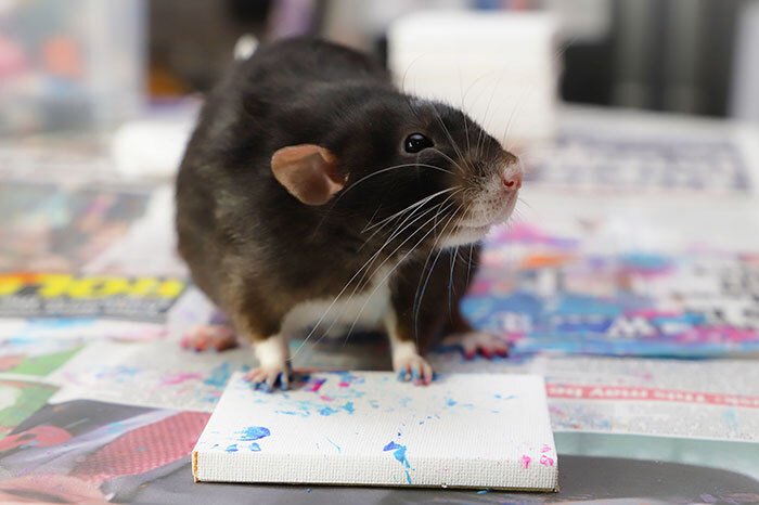 Conheça os ratos pintores e seus quadros adoráveis
