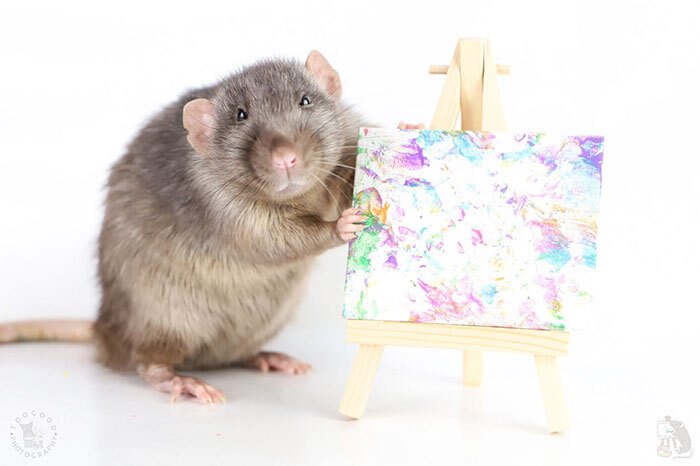 Conheça os ratos pintores e seus quadros adoráveis - Mega Curioso