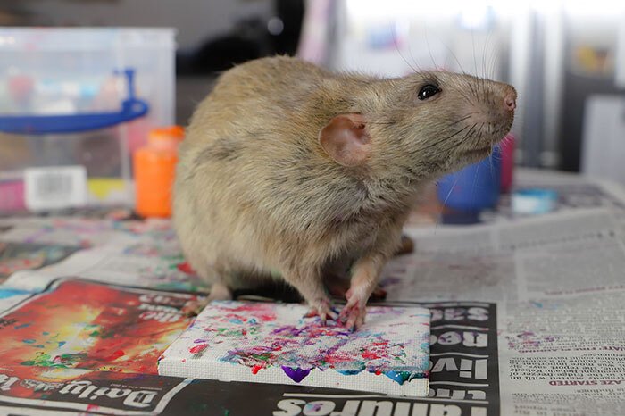 Conheça os ratos pintores e seus quadros adoráveis
