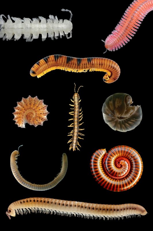 Vários tipos de diplópodes