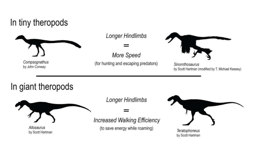 Na comparação entre os diferentes terópodes, os menores são mais beneficiados pelas pernas longas