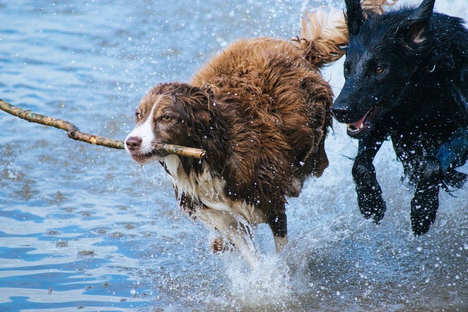 Imagem de Estudo aponta que cães têm problemas emocionais na adolescência no megacurioso
