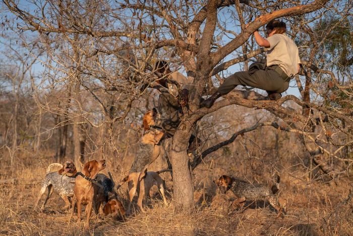 Cachorros treinados salvaram cerca de 45 rinocerontes das mãos de caçadores na África do Sul. Fonte: Caters / Divulgação