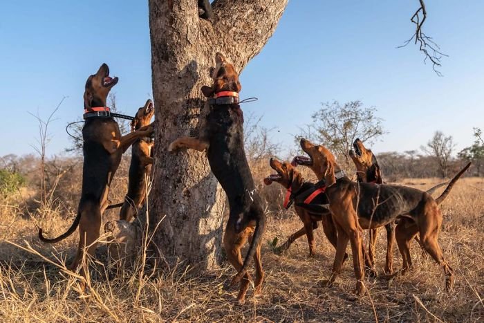 Cachorros de diferentes raças podem ser treinados para proteger a vida selvagem. Fonte: Caters / Divulgação
