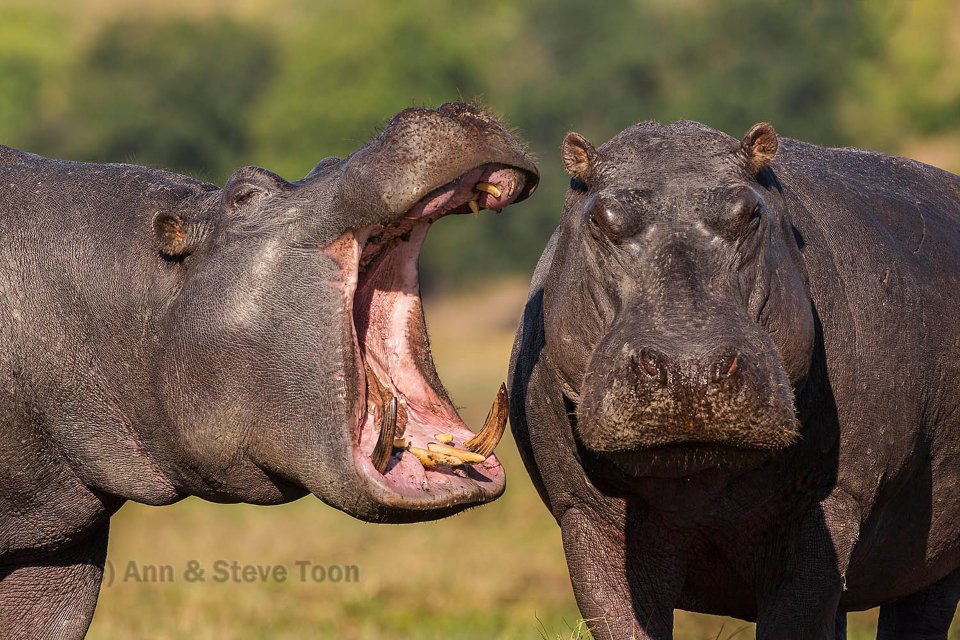 Imagem de Conheça as feras africanas mais selvagens do reino animal no megacurioso