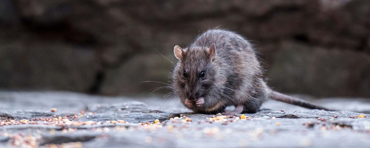 Coronavírus: ratos 'agressivos' buscam comida em cidades nos EUA