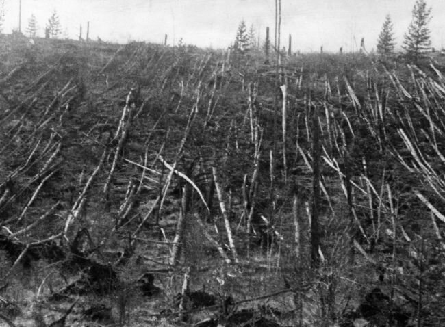 Árvores da região de Tunguska derrubadas pelo meteoro. (Fonte: Sovfoto/Universal Images Group/Reprodução)