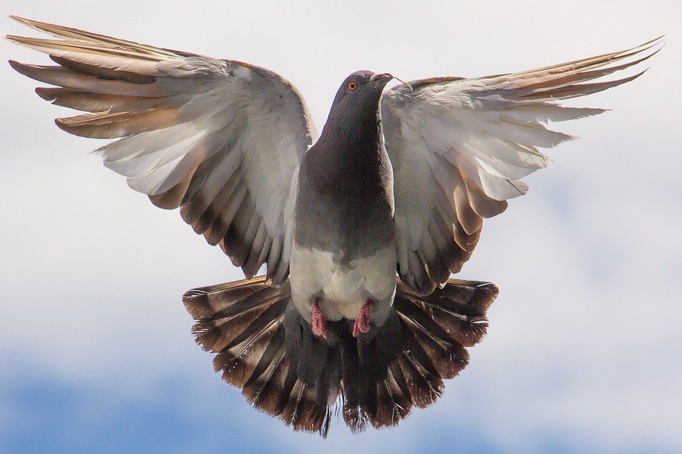 Imagem de Pombo "espião" paquistanês é preso por polícia indiana no megacurioso