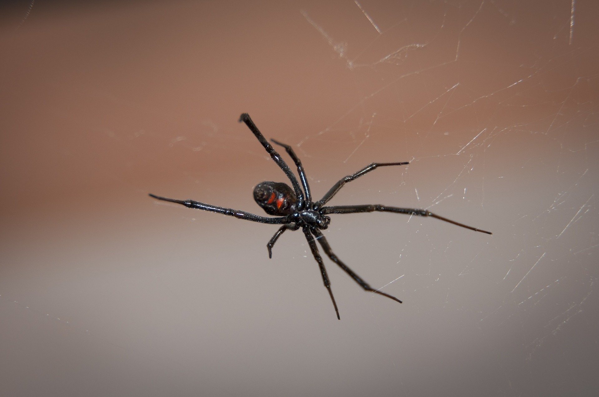 Irmãos "provocaram" aranha até que animal mordeu os três (Fonte: Pixabay)