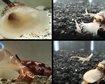 thumb-image-2024-02-29T14:04:44.243Z