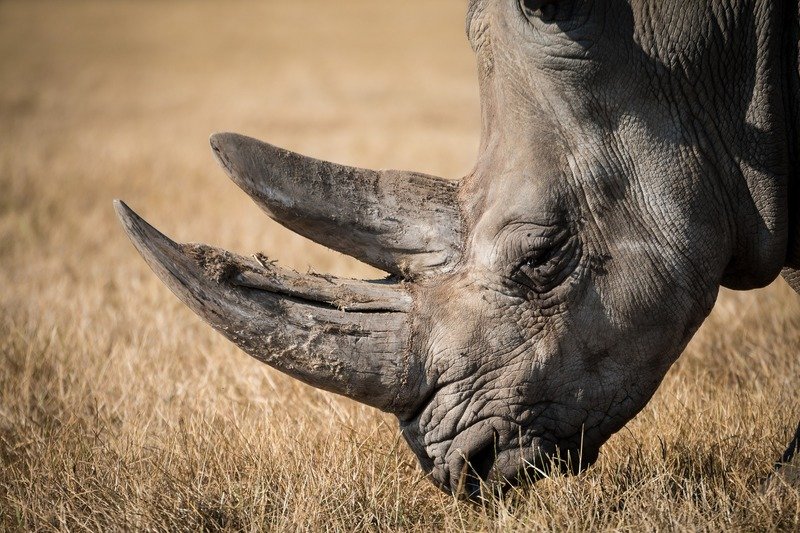 Uma das principais espécies ameaçadas é o Rinoceronte de Sumatra. (Imagem ilustrativa: Pixabay)