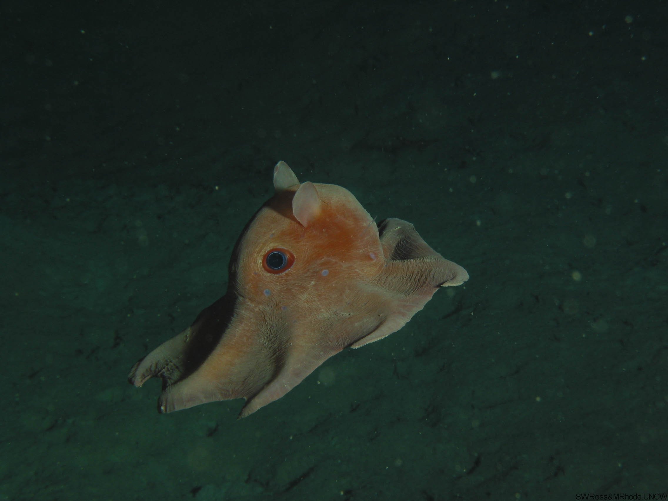 Polvo-dumbo é encontrado a 7 mil metros de profundidade. (Fonte: Gulf of Mexico Fishery  Council / Reprodução)