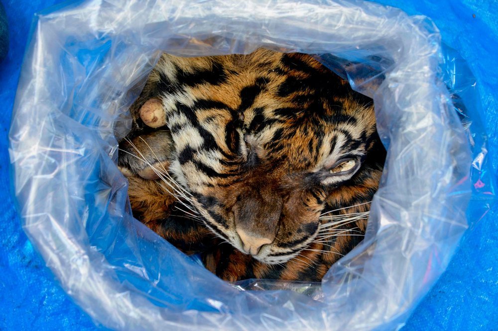 A pele de um tigre de Sumatra, criticamente ameaçado de extinção, apreendida pela polícia indonésia quando era vendida no mercado negro, em janeiro.