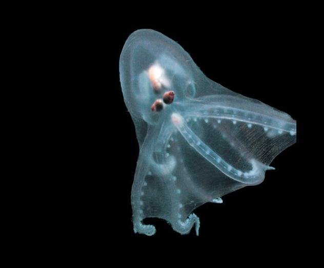 Cefalópodes podem "ficar transparentes" e se camuflar para fugir de predadores. (Fonte: Hyperscience / Reprodução)