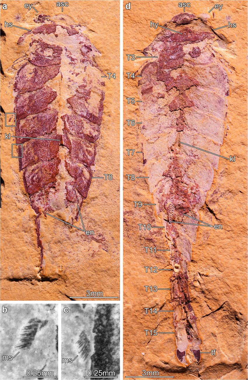 Detalhes do Xiaocaris luoi foram revelados por meio de tomografia computadorizada. (Fonte: Xiaodong Wang; Liu, Ortega-Hernández/BMC Evolutionary Biology)