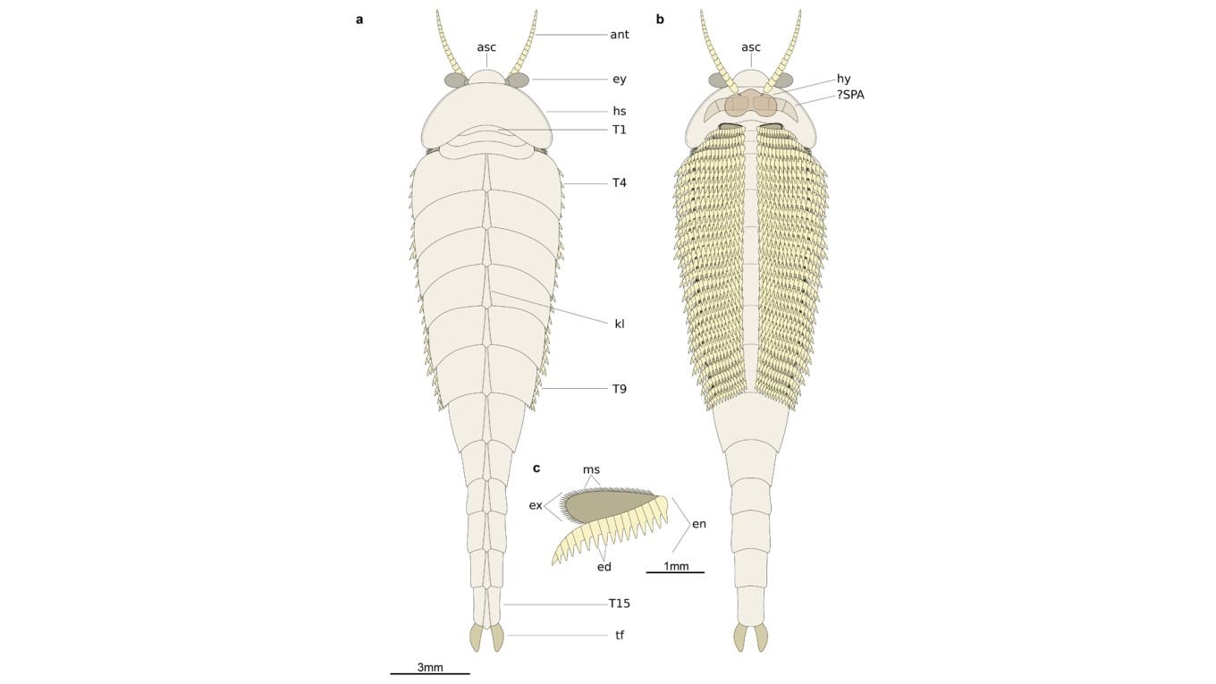 Diagrama das dezenas de pernas cobertas de espinhos. (Fonte: Xiaodong Wang; Liu, Ortega-Hernández/BMC Evolutionary Biology)