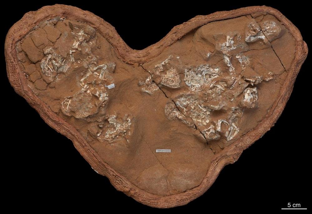Os bebês fósseis de Protoceratops provavelmente morreram dentro de ovos de cascas moles.
