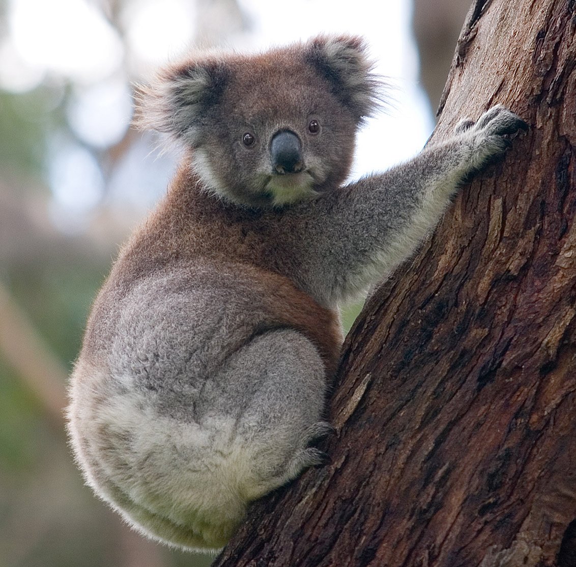 Coalas, assim como os cangurus, são considerados animais símbolos da Austrália. (Fonte: Wikipedia)