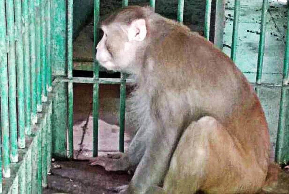 Imagem de Macaco bêbado surta, fere 250 pessoas e mata uma na Índia no megacurioso